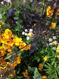 Close-up of yellow flowers