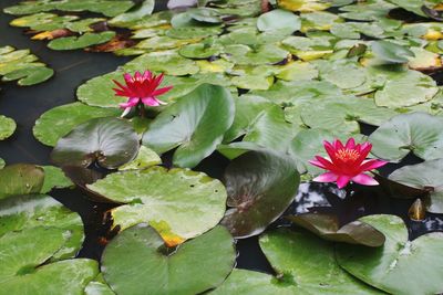 Close-up of lotus water lily in lake