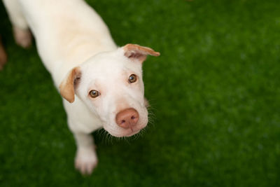 Portrait of dog on grass