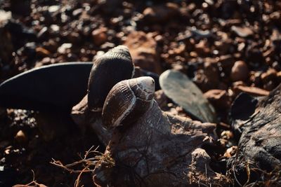 Close-up of dried plant on field