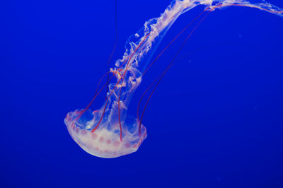 Close-up of jellyfish against blue background