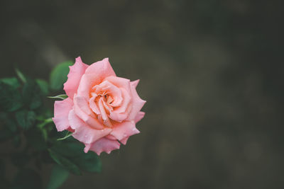 Close-up of pink rose