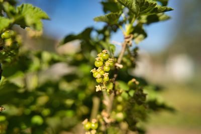 Close-up of flowering plant