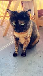 Portrait of cat