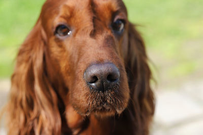 Close-up of dog