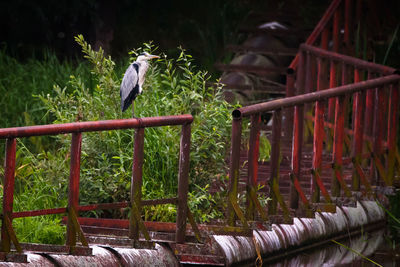 View of bird perching on railing