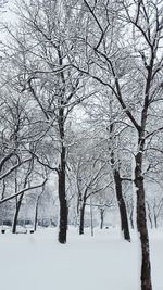 Bare trees during winter