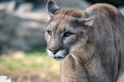 This is a pretty cougar. was being quite active today. i really want to pet it.