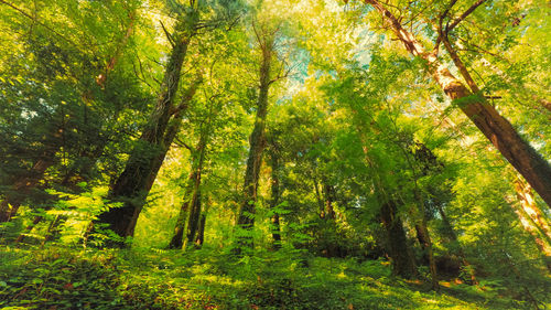 Trees in forest