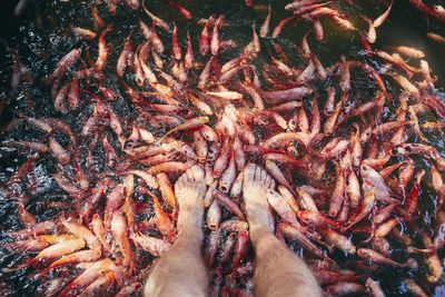 High angle view of fish in pond