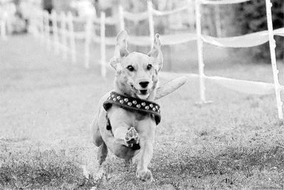 Portrait of dog on field