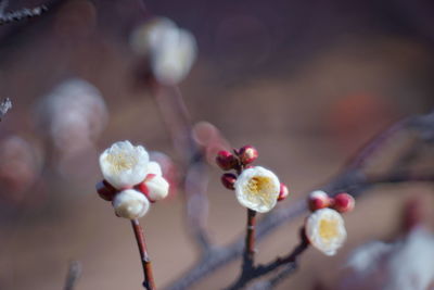 Close-up of flowering plant