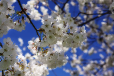 Close-up of cherry blossoms in spring