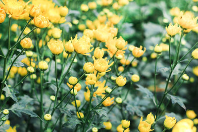 Close-up of yellow flowering plants on field