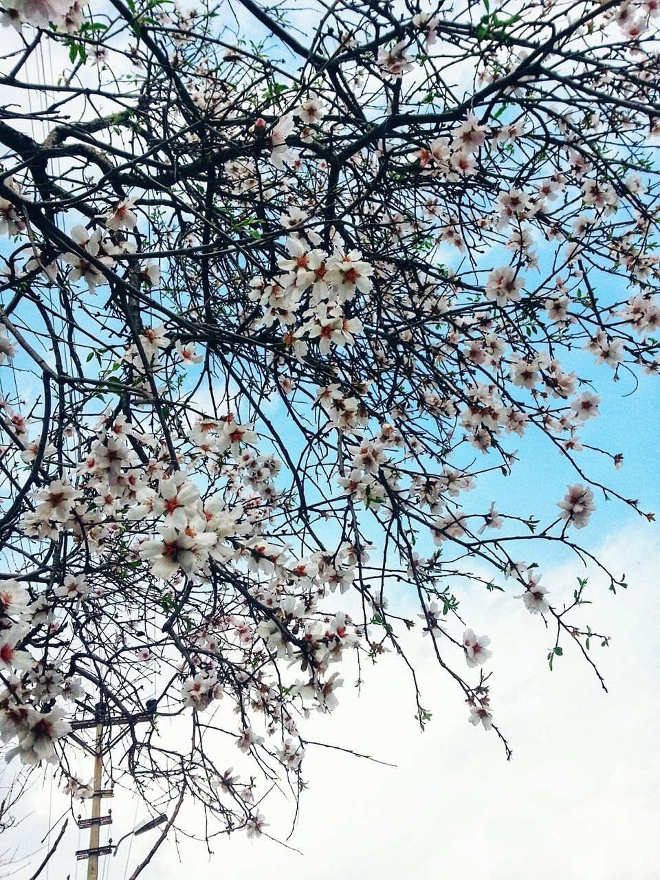 flower, blossom, tree, branch, fragility, springtime, beauty in nature, growth, cherry tree, nature, apple blossom, apple tree, botany, orchard, low angle view, freshness, twig, petal, magnolia, white color, no people, day, blooming, spring, outdoors, backgrounds, sky, flower head, plum blossom, close-up, clear sky