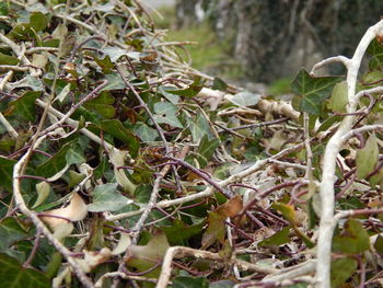 Close-up view of plants