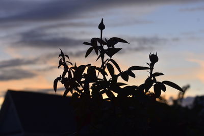 Close-up of silhouette plant against sky at sunset