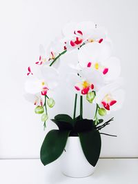 Close-up of flowers over white background