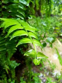 Close-up of wet plant leaves