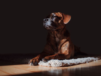 Puggle relaxing on rug at home