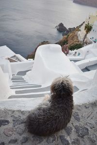 High angle view of dog on shore