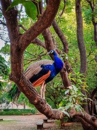 Bird perching on tree trunk
