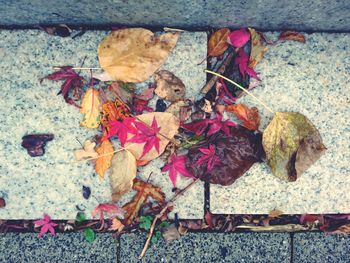 Directly above shot of autumn leaves on footpath