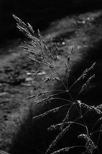 Close-up of plant on field