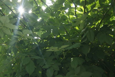 Low angle view of tree leaves on sunny day