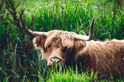 Cow in a field