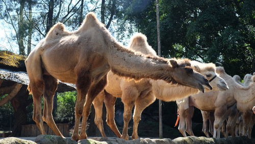 Giraffe standing on a land