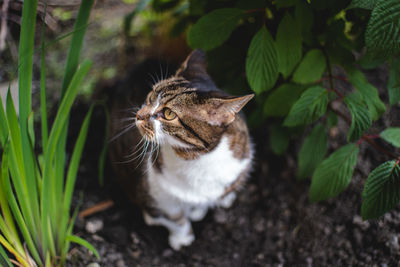 High angle view of a cat on field