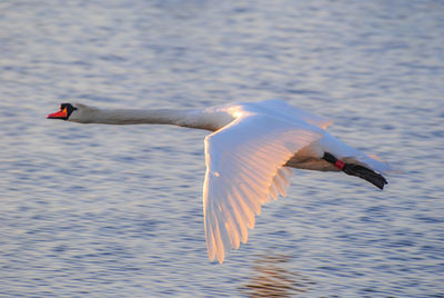 Seagull flying over a lake