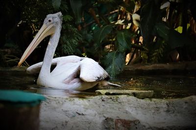 Swan swimming in lake