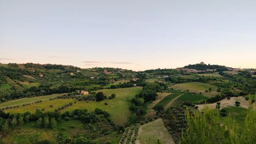 Scenic view of agricultural field against clear sky during sunset