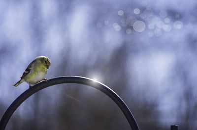 Bird perching on railing