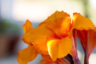 Close-up of orange day lily blooming outdoors