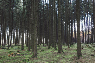 Trees in forest against sky