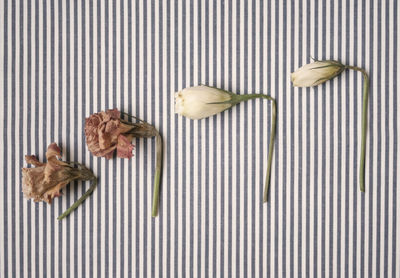 Close-up of dried flowers on stripped background