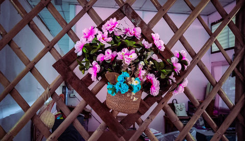 Low angle view of pink flowering plants