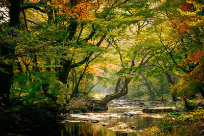 Scenic view of lake in forest