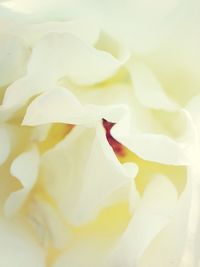 Close-up of white flowers