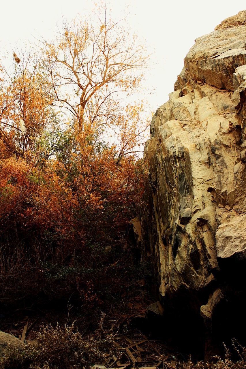 nature, rock, plant, tree, landscape, sky, no people, beauty in nature, tranquility, land, wilderness, autumn, scenics - nature, day, non-urban scene, outdoors, tranquil scene, leaf, rock formation, growth, environment, natural environment, sunlight, clear sky