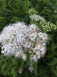 Close-up of white flowers