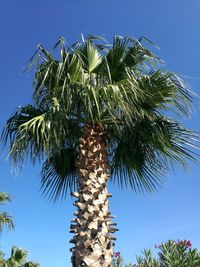 Low angle view of palm tree against clear blue sky