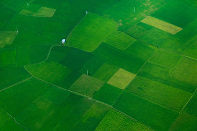 High angle view of agricultural field