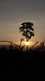 Silhouette trees against sky during sunset