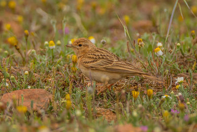 Bird perching on land