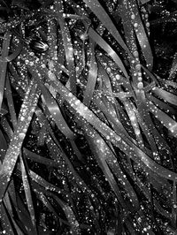 Close-up of leaves in water