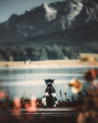 Close-up of cat at a lake